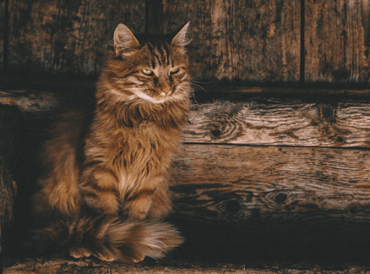 Adorable Persian Kitten