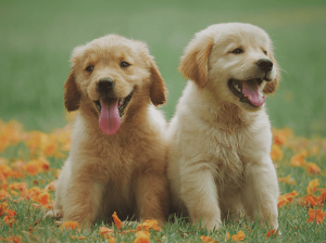 Golden Retriever puppy