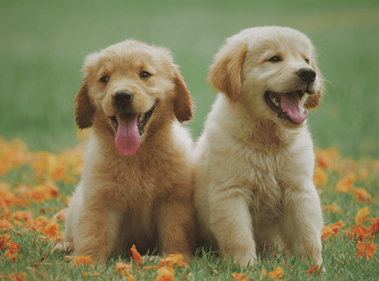 Golden Retriever puppy